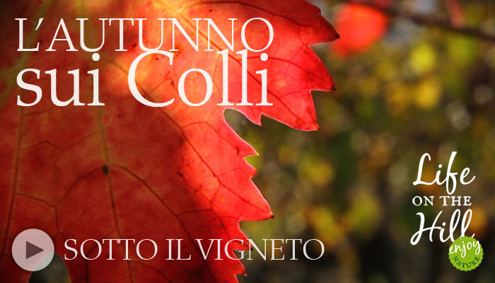 Sotto un vigneto dei Colli Berici