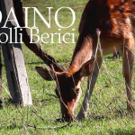 Colli Berici, daino