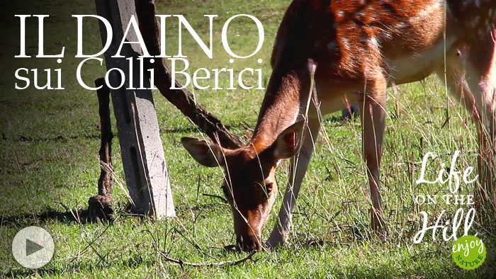 Colli Berici, daino