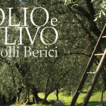 Ulivi sui Colli Berici dopo la raccolta