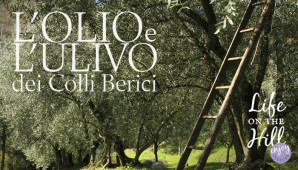 Ulivi sui Colli Berici dopo la raccolta