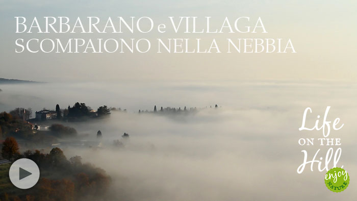 colli berici nebbia