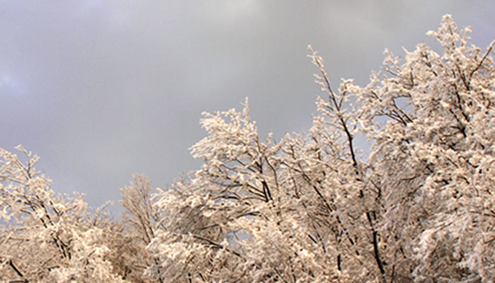 Neve sui boschi dei Colli Berici