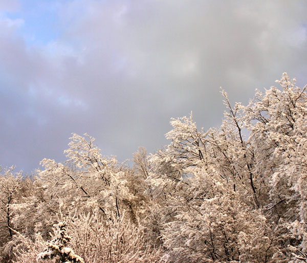 Neve sui boschi dei Colli Berici
