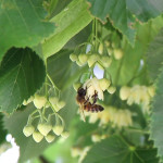 Ape su fiore di tiglio dei Colli Berici