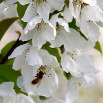 Ape su fiori ciliegio dei Colli Berici