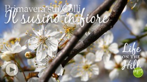 Il susino in fiore - Colli Berici