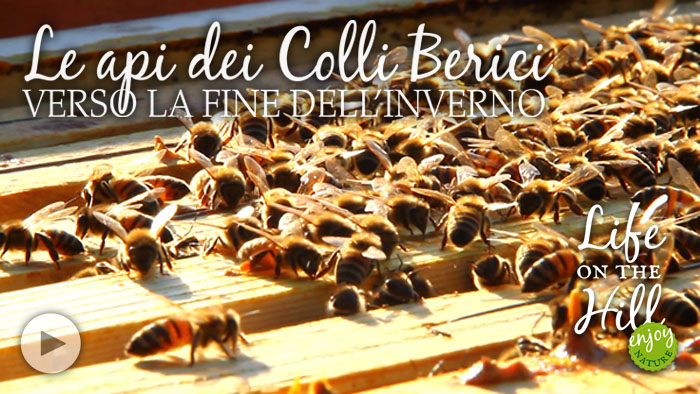 Le api dei Colli Berici