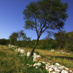 Sentiero 71 Della Cengia Colli Berici - muri a secco lungo il cammino