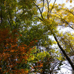 Sentiero della Guerra Brendola Colli Berici - Alberi in autunno