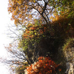 Sentiero della Guerra Brendola Colli Berici - La pineta in autunno