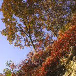 Sentiero della Guerra Brendola Colli Berici - Lungo il sentiero in autunno