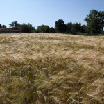 Campo d'orzo lungo il sentiero
