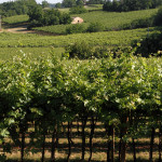 Veduta sui vigneti lungo il sentiero