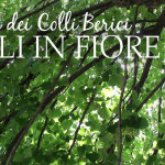 Tigli dei Colli Berici in fiore