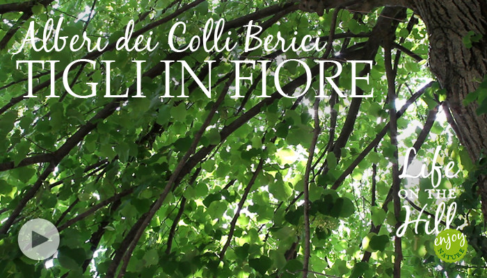 Tigli dei Colli Berici in fiore