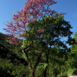 Albero di Giuda lungo il sentiero