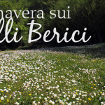 margherite sui Colli Berici