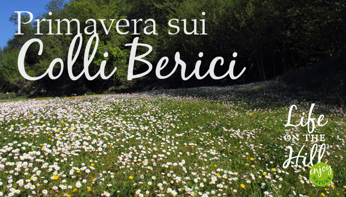 margherite sui Colli Berici