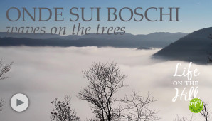 Onde di nebbia s'infrangono su rive di bosco - Colli Berici - Life on the hill