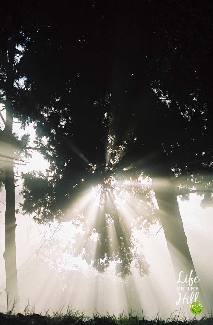 Il sole piove tra gli alberi dei Colli Berici interna 2