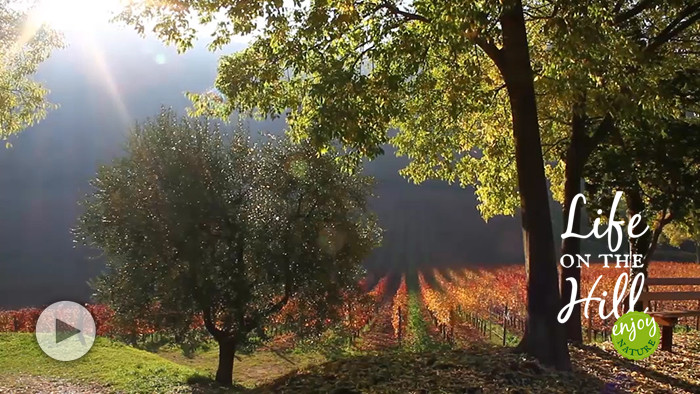 la seconda primavera dei Colli Berici