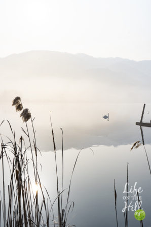 cigni lago di fimon