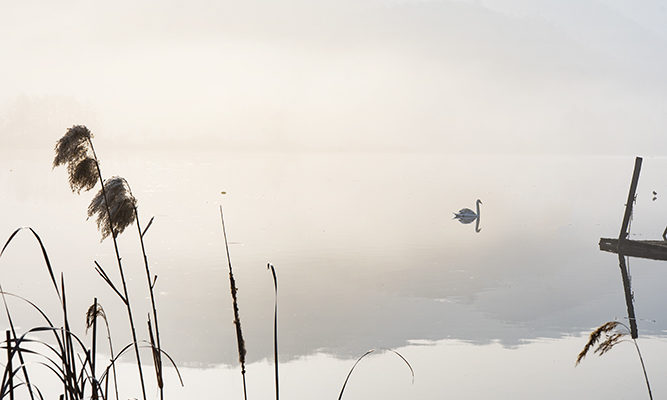 cigni lago di fimon