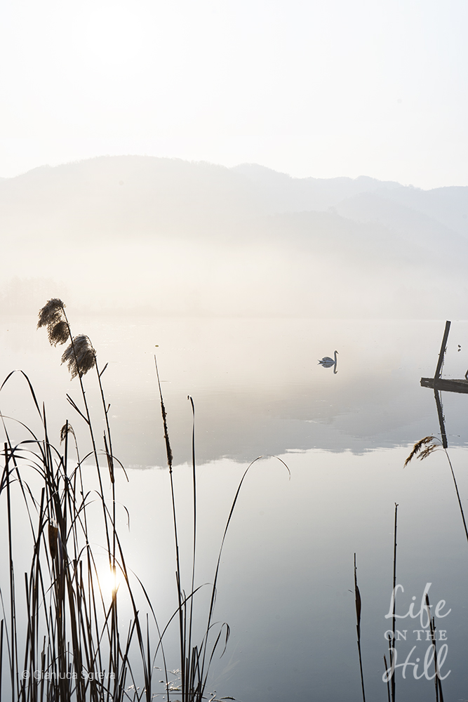 cigni sul lago di fimon