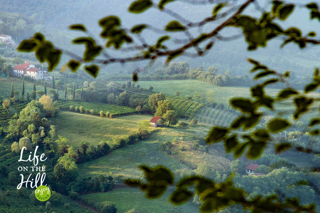 vita colli berici